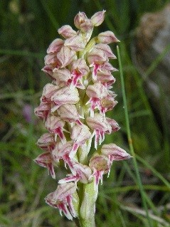 neotinea maculata